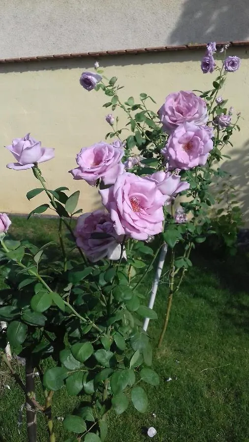 Apartmán Aranyoshaz-Vendeghaz Budapešť 0*,